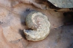 Noctuinae