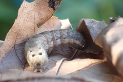 Noctuinae