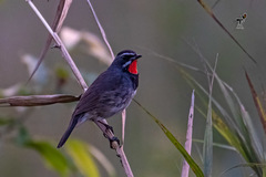 Calliope tschebaiewi