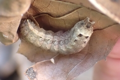 Noctuinae