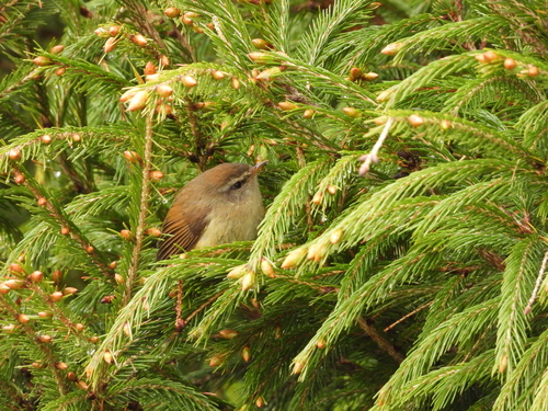 Yellow-bellied Bush Warbler (Horornis acanthizoides), photo 5