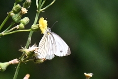 Pieris latouchei