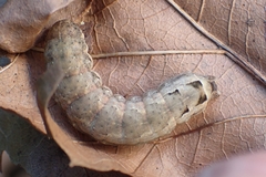 Noctuinae