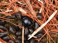 Phelotrupes formosanus
