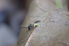 Lasioglossum