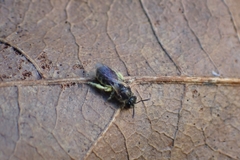 Lasioglossum