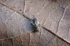 Lasioglossum