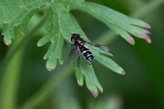 Betasyrphus serarius