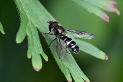 Betasyrphus serarius