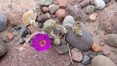 Portulaca confertifolia