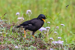 Great Myna photo 5