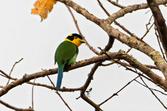 Psarisomus dalhousiae