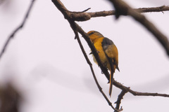 Pericrocotus ethologus