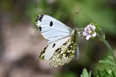 Anthocharis scolymus