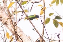 Chloropsis aurifrons