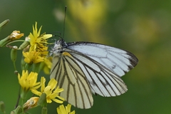 Pieris latouchei