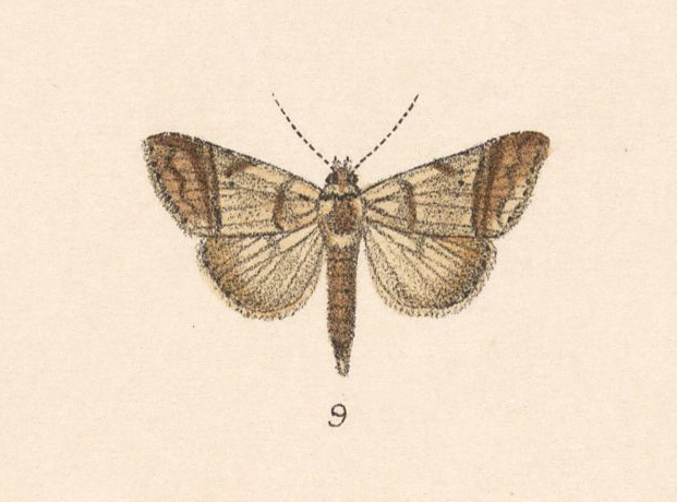 Baniana helicon