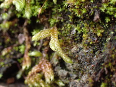 Sematophyllaceae