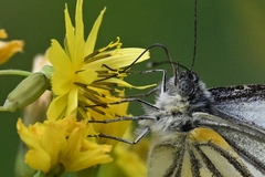 Pieris latouchei