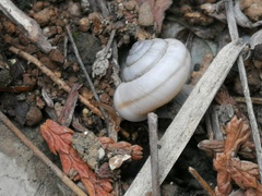 Cathaica richthofeni