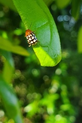 Cryptocephalus guttulatus