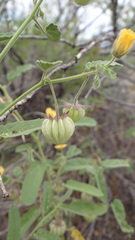 Gaya parviflora