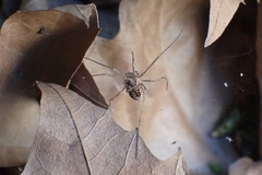 Rilaena triangularis