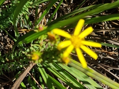 Senecio pinifolius