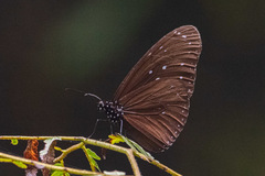 Euploea mulciber