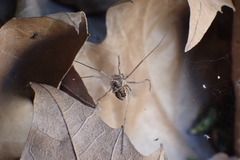 Rilaena triangularis