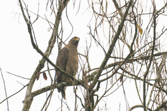 Buteo refectus