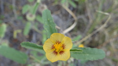 Gaya parviflora