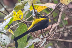 Melanochlora sultanea