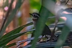 Schoeniparus rufogularis