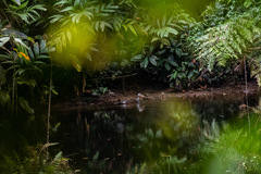 Asarcornis scutulata