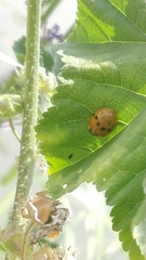 Harmonia axyridis