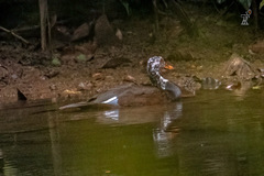 Asarcornis scutulata