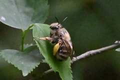 Anthophora villosula