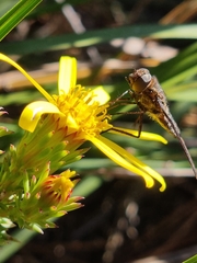 Senecio pinifolius