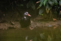 Asarcornis scutulata