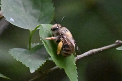 Anthophora villosula