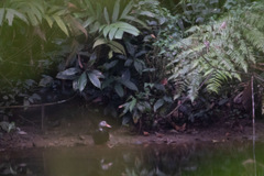 Asarcornis scutulata