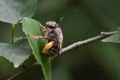 Anthophora villosula