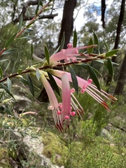 Styphelia triflora
