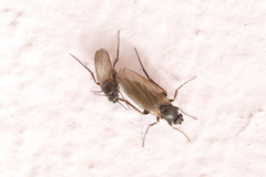 Metopininae