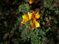 Pultenaea maritima