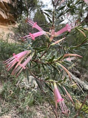 Styphelia triflora