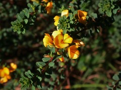 Pultenaea maritima