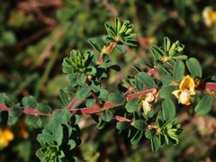 Pultenaea maritima