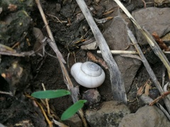 Cathaica richthofeni